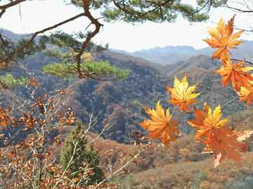 不锈钢卷板，特性及应用领域解析