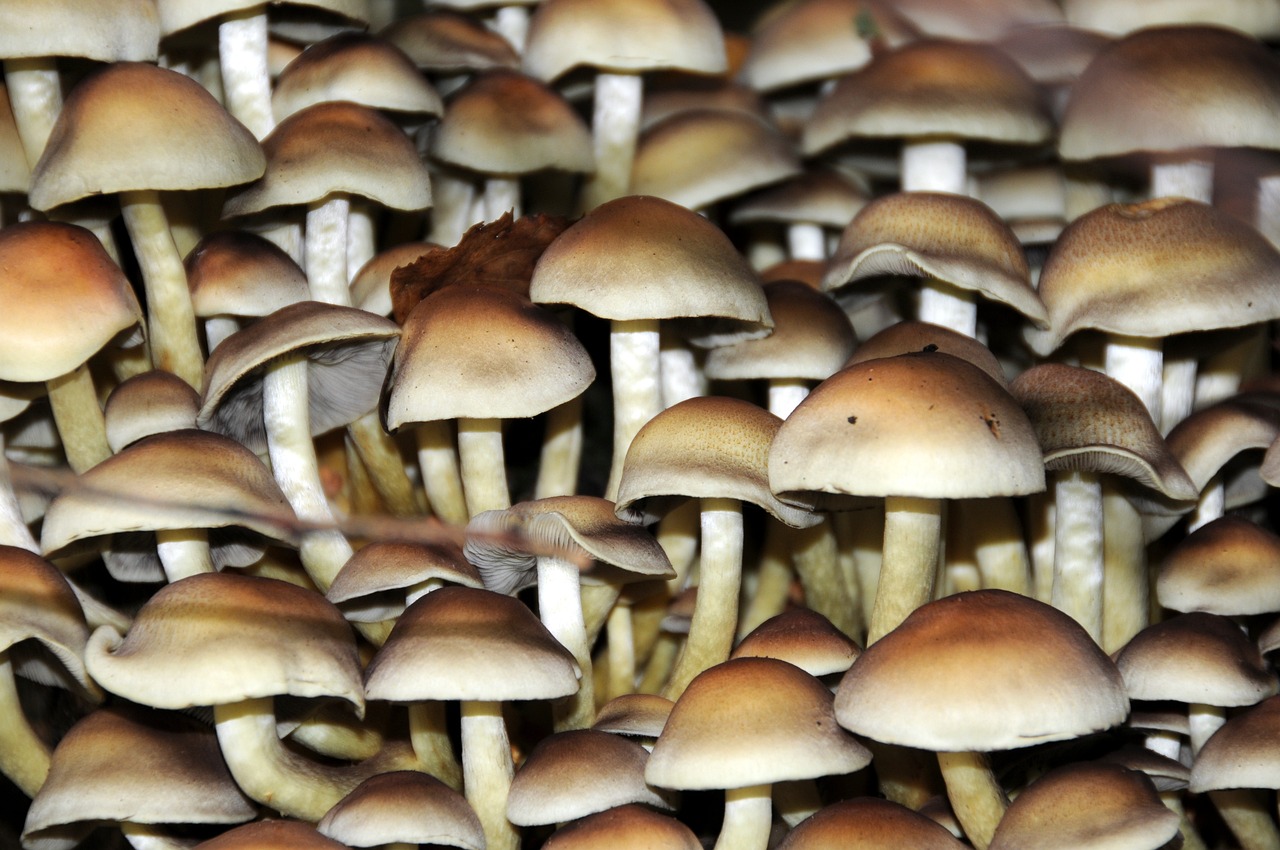 干花菇价格走势分析，市场趋势、影响因素与未来展望