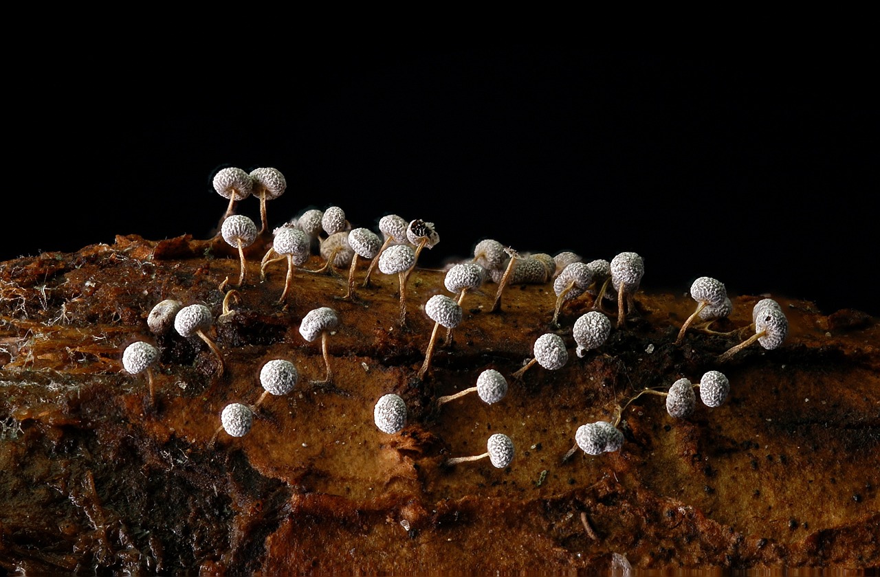 翡翠原石场口对比，哪个场口的料子最佳？