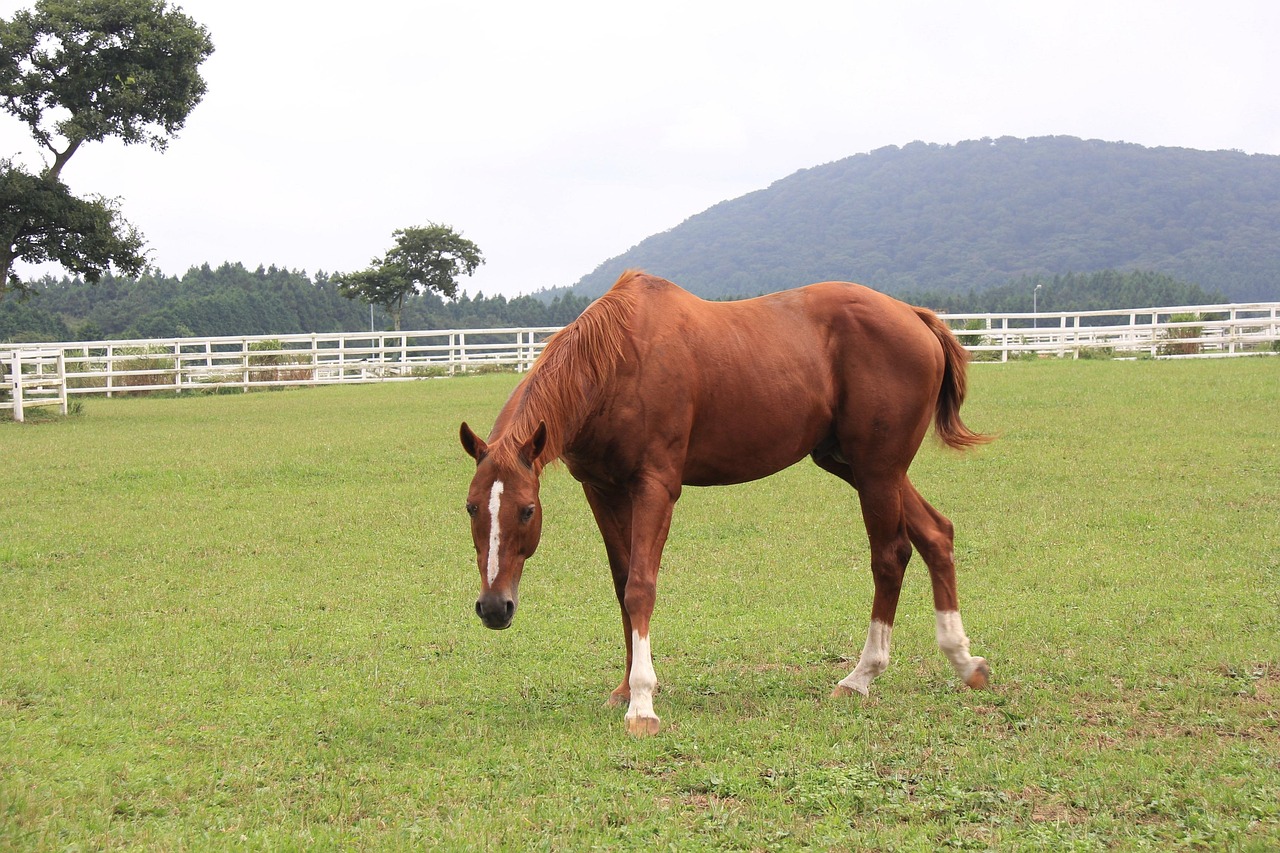 香港开马开奖现场直播下载,香港开马开奖现场直播下载，体验真实的赛马激情与乐趣