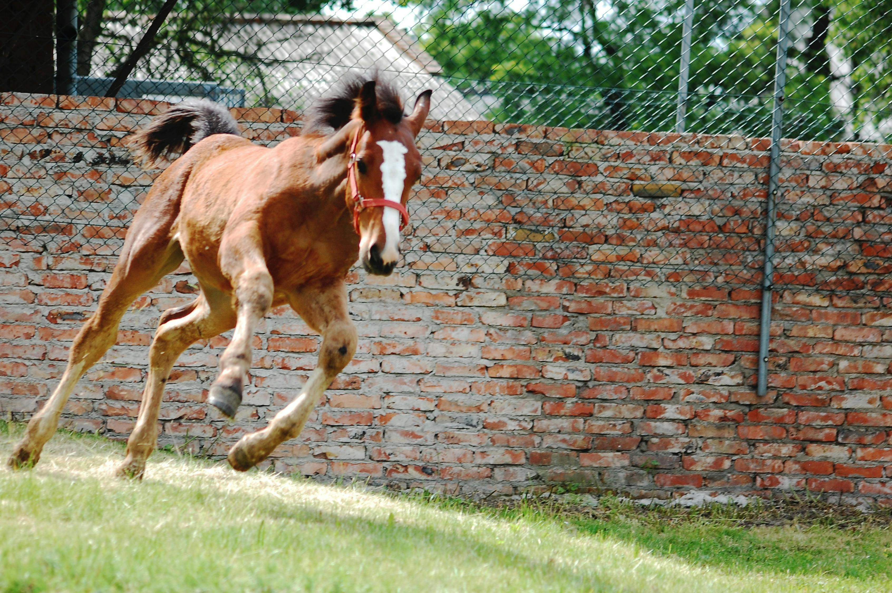 香港2021特马开奖,香港20XX年特马开奖，历史、规则与影响分析